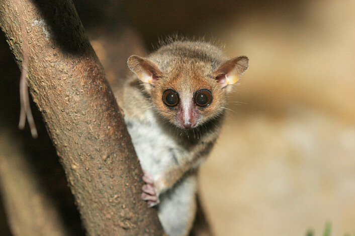 Den lille lemurarten kan legge på seg enorme mengder i den inaktive perioden. (Foto: Arjan Haverkamp/ Wikimedia Commons) Den lille lemurarten kan legge på seg enorme mengder i den inaktive perioden. (Foto: Arjan Haverkamp/ Wikimedia Commons)