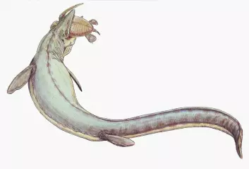 "Etter rundt 150 millioner år døde fiskeøgla ut. Noen mener den ble utkonkurrert av rovdyr som mosasauren, forfaren til blant annet dagens slanger. (Illustrasjon: Wikimedia Commons/Heinrich Harder)"