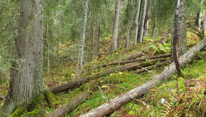 Gammel produktiv granskog med mye død ved og flere funn av trua arter. Gammel produktiv granskog med mye død ved og flere funn av trua arter.