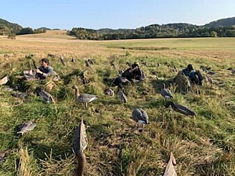 Gåsejakt med lokkegås i høstet kornåker. Gåsejakt med lokkegås i høstet kornåker.