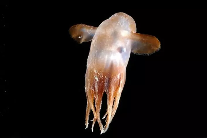 "Denne lille blekkspruten ble funnet under et tokt langs den midtatlantiske ryggen tidligere i år, og forskerne tror dette er første gang den er beskrevet. (Foto: David Shale)"