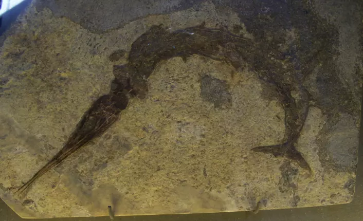 "Rovfisk av typen Saurichthys ble også funnet. Fossilet på bildet er funnet i Sveits og er rundt en meter langt. (Foto: Woudloper/Wikimedfa Commons)"