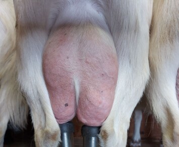 Fersk melk var før i tiden en sesongbasert råvare. Både kyr og geiter var vårbære, det vil si at kalven og kjeet ble født om våren. Melka strømmet på i store mengder, og dyra levde av næringsrikt beitegras mens energibehovet var på det høyeste. Melka ble konservert i form av smør, ost og syrnet myse og kjernemelk. Når planteveksten avtok utover høsten, avtok også melkemengden. Fersk melk var altså sesongbasert, knyttet til beitesesongen. Utover høsten og vinteren var det godt å kunne ty til de konserverte melkeproduktene. Avlsarbeid og tilgang til næringsrikt fôr også utenom beitesesongen, gjør at forbrukerne i dag får fersk melk hele året. Melk og melkeprodukter er derfor ikke lenger sesongbasert, men bør likevel settes på menyen dersom man ønsker å servere mat fra seterlandskapet. Fersk melk var før i tiden en sesongbasert råvare. Både kyr og geiter var vårbære, det vil si at kalven og kjeet ble født om våren. Melka strømmet på i store mengder, og dyra levde av næringsrikt beitegras mens energibehovet var på det høyeste. Melka ble konservert i form av smør, ost og syrnet myse og kjernemelk. Når planteveksten avtok utover høsten, avtok også melkemengden. Fersk melk var altså sesongbasert, knyttet til beitesesongen. Utover høsten og vinteren var det godt å kunne ty til de konserverte melkeproduktene. Avlsarbeid og tilgang til næringsrikt fôr også utenom beitesesongen, gjør at forbrukerne i dag får fersk melk hele året. Melk og melkeprodukter er derfor ikke lenger sesongbasert, men bør likevel settes på menyen dersom man ønsker å servere mat fra seterlandskapet.