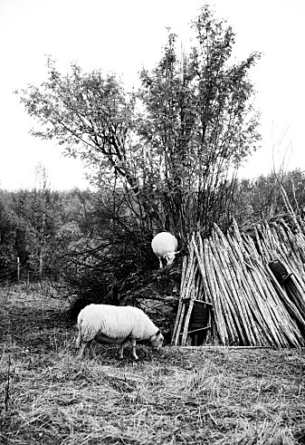 "Fotturisten i Norge drar nytte av at vi har et aktivt landbruk over hele landet, med stier gjennom kulturlandskapet, gjennom et åpent beitelandskap og ikke minst på setervollene. Mat og reiseliv henger tett sammen". (Sigrid Hjørnegård, Norges Bondelag/Nationen 7.6.2021). Dette er kloke ord, men landskapet kan ikke opprettholdes ved å stimulere til økt bruk av sesongens ferske råvarer. "Fotturisten i Norge drar nytte av at vi har et aktivt landbruk over hele landet, med stier gjennom kulturlandskapet, gjennom et åpent beitelandskap og ikke minst på setervollene. Mat og reiseliv henger tett sammen". (Sigrid Hjørnegård, Norges Bondelag/Nationen 7.6.2021). Dette er kloke ord, men landskapet kan ikke opprettholdes ved å stimulere til økt bruk av sesongens ferske råvarer.