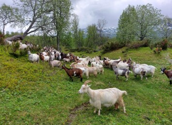 FN sier at alle land skal bruke sine egne ressurser til matproduksjon. Norge består av 95 prosent utmark, og halvparten av dette er egnet som beite for våre drøvtyggere. Beitesesongen må utnyttes godt for å motvirke at utmarka ikke skal bli gjengrodd. FN sier at alle land skal bruke sine egne ressurser til matproduksjon. Norge består av 95 prosent utmark, og halvparten av dette er egnet som beite for våre drøvtyggere. Beitesesongen må utnyttes godt for å motvirke at utmarka ikke skal bli gjengrodd.