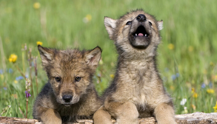 Blir ulven som en hund hvis den vokser opp blant mennesker?