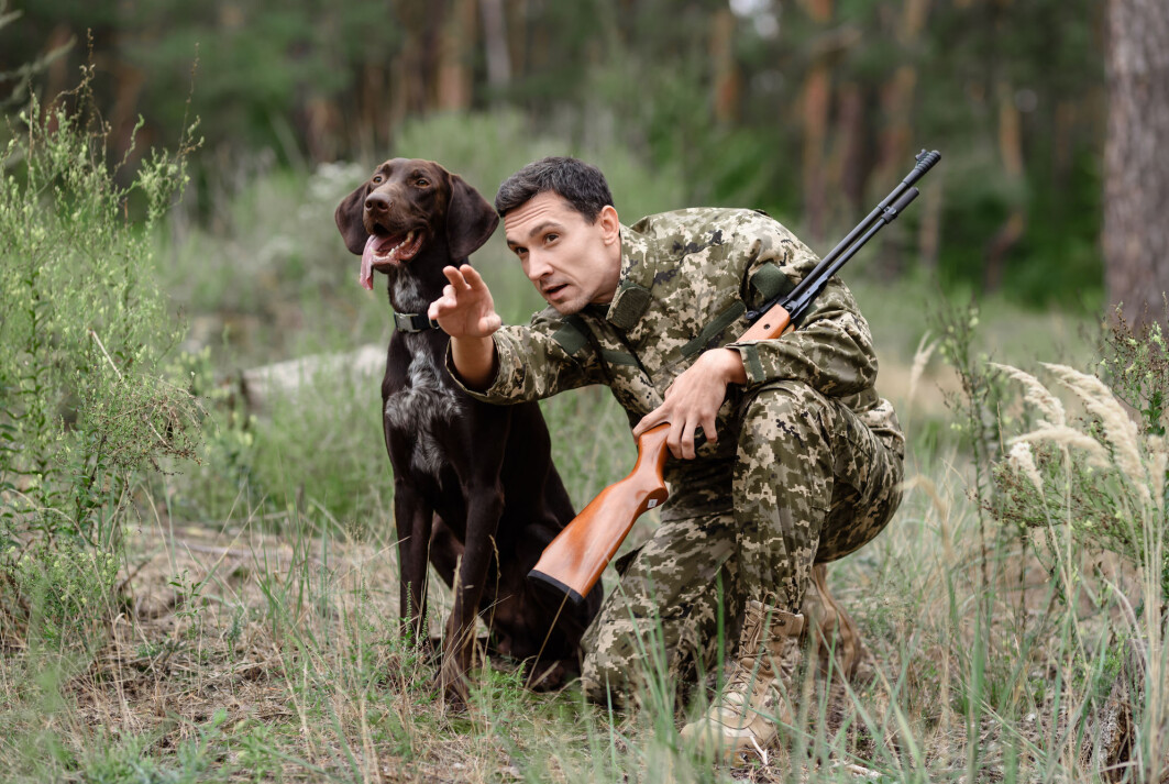 Skal man jakte sammen, er det en fordel å skjønne hverandre. Mannen peker, og hunden forstår hva han mener. Skal man jakte sammen, er det en fordel å skjønne hverandre. Mannen peker, og hunden forstår hva han mener.