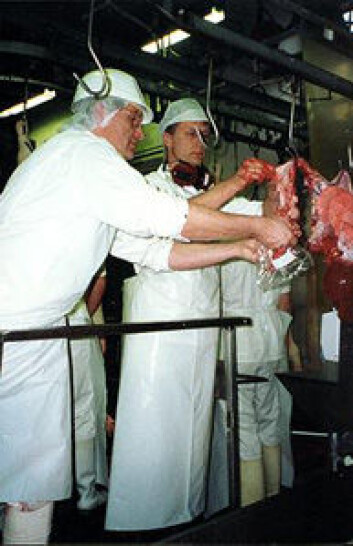 Truls Nesbakken i slakteriet hvor han tar ut prøver til doktorarbeidet. (Foto: Animalia) Truls Nesbakken i slakteriet hvor han tar ut prøver til doktorarbeidet. (Foto: Animalia)