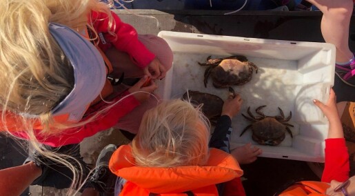 Hvor lenge kan krabber ligge i en bøtte med vann?
