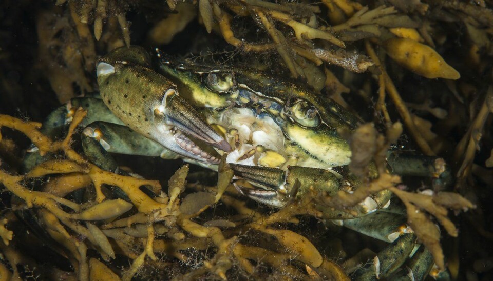En klase tang kan hjelpe på krabbetilværelsen i bøtta.