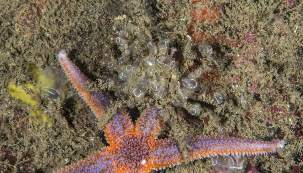 Pyntekrabbe og sjøstjerne sammen på havets bunn, men forskeren anbefaler ikke å ha dem i samme bøtte.