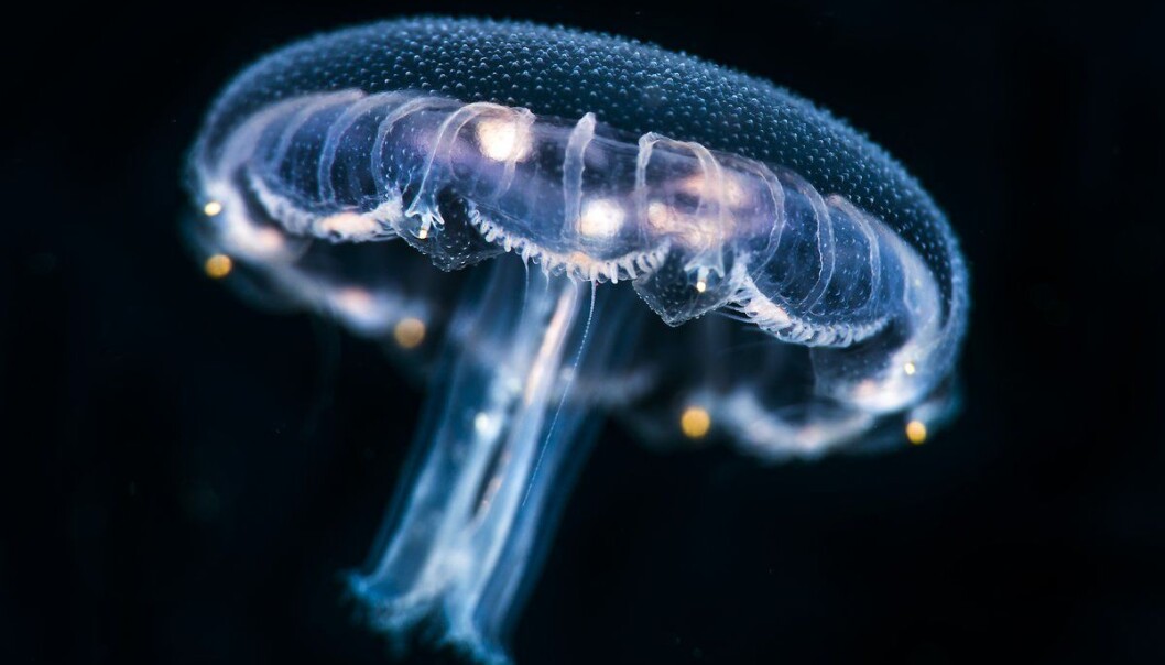 Maneter opplever omgivelsene som enten akseptable eller ikke akseptable. Her maneten Aurelia aurita. Maneter opplever omgivelsene som enten akseptable eller ikke akseptable. Her maneten Aurelia aurita.