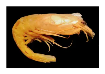 "Her er den pelagiske reka Altelatipes falkenhaugae, som er oppkalt etter Tone Falkenhaug fra Havforskningsinstituttet. (Foto: Publications Scientifiques du Muséum national d’Histoire naturelle, Paris)" "Her er den pelagiske reka Altelatipes falkenhaugae, som er oppkalt etter Tone Falkenhaug fra Havforskningsinstituttet. (Foto: Publications Scientifiques du Muséum national d’Histoire naturelle, Paris)"