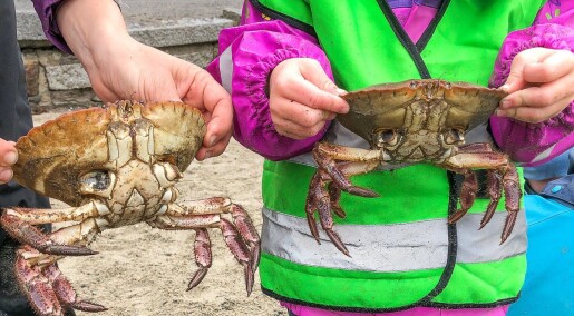 Derfor skal du ikke rive beina av en krabbe Derfor skal du ikke rive beina av en krabbe