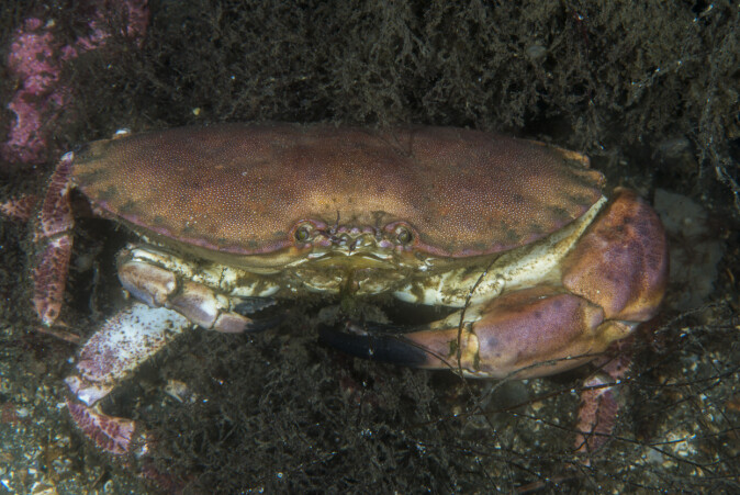 Krabber som mister klør og bein naturlig, gjør dette som en siste løsning, som en naturlig forsvarsreaksjon. Krabber som mister klør og bein naturlig, gjør dette som en siste løsning, som en naturlig forsvarsreaksjon.