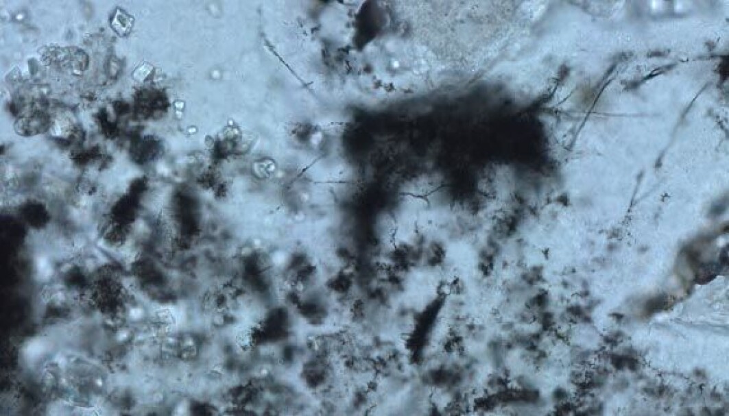 Mikroskopbilde av mikrofossilene. Mikroskopbilde av mikrofossilene.