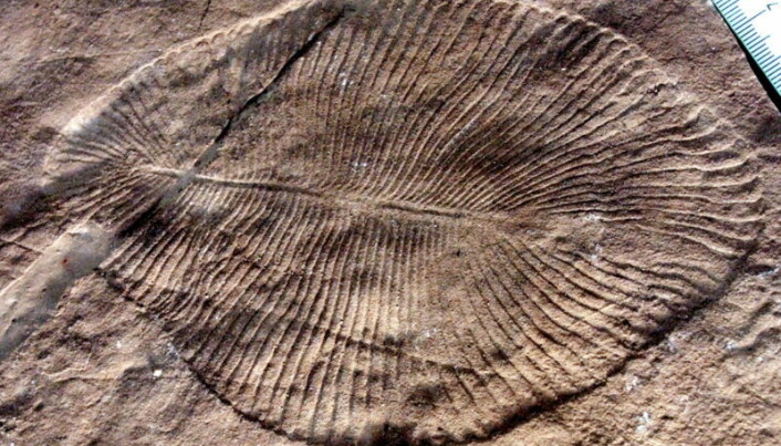 Et eksempel på en av de første dyrene fra perioden som kalles ediacara. Et eksempel på en av de første dyrene fra perioden som kalles ediacara.