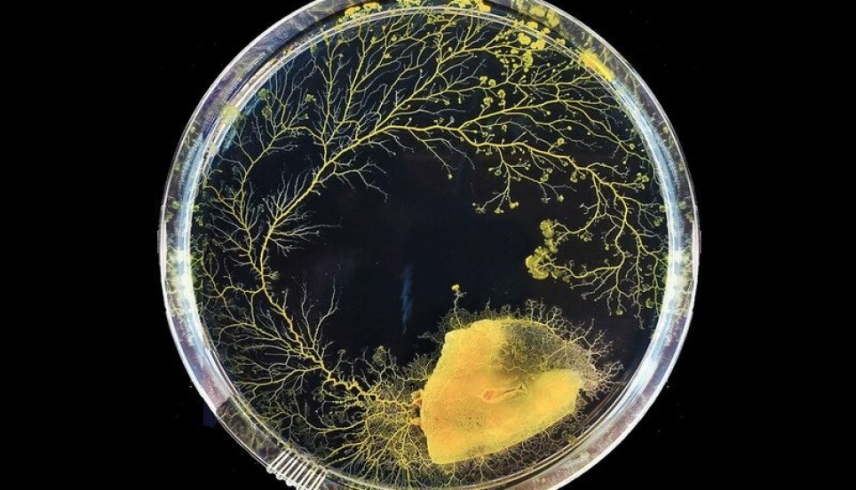 Slimsoppen Physarum polycephalum som vokser i en petriskål.