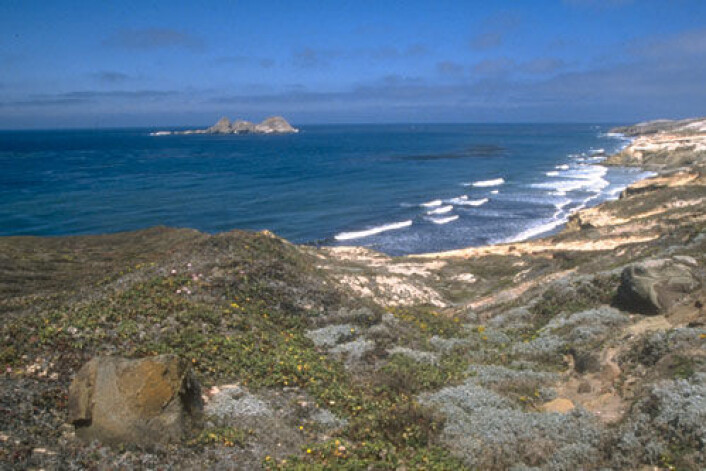 På Channel Islands utenfor kysten av California, USA, har forskere funnet spor av et 12 000 år gammelt fiskevær. Bilde fra San Miguel Island. (Foto: National Park Service/U.S. Department of the Interior) På Channel Islands utenfor kysten av California, USA, har forskere funnet spor av et 12 000 år gammelt fiskevær. Bilde fra San Miguel Island. (Foto: National Park Service/U.S. Department of the Interior)