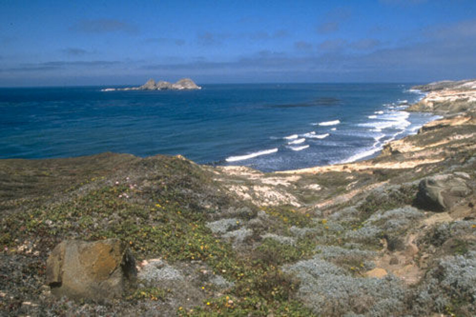 På Channel Islands utenfor kysten av California, USA, har forskere funnet spor av et 12 000 år gammelt fiskevær. Bilde fra San Miguel Island. (Foto: National Park Service/U.S. Department of the Interior)