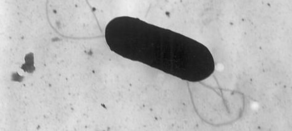 Listeria monocytogenes-bakterie. (Foto: Wikimedia Commons)