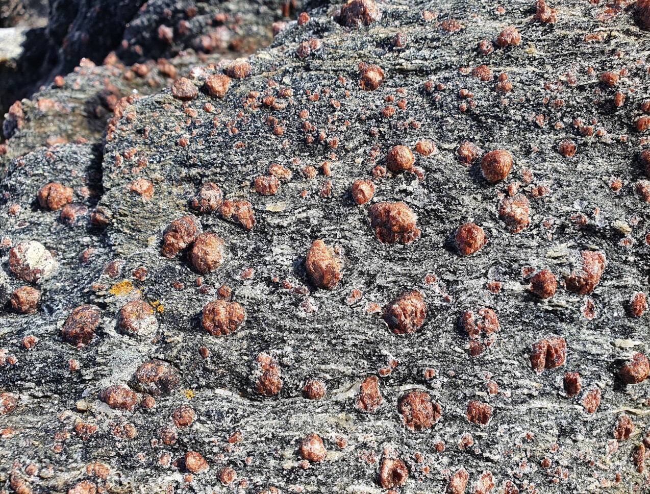 Blant de vanlige gneisene finner vi fascinerende mineraler og eksotiske bergarter - granat er ofte godt synlig i eklogitt. Blant de vanlige gneisene finner vi fascinerende mineraler og eksotiske bergarter - granat er ofte godt synlig i eklogitt.