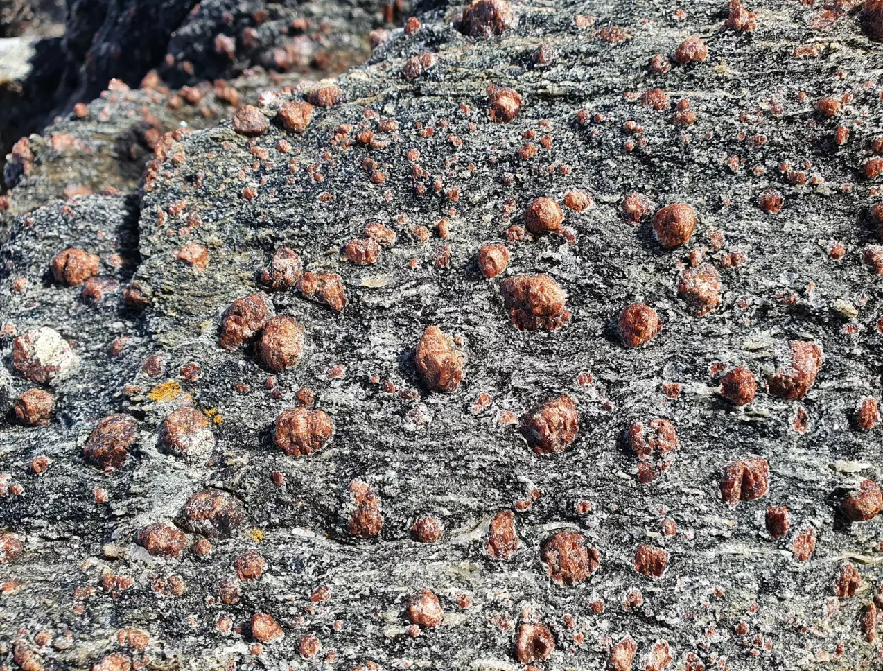 Blant de vanlige gneisene finner vi fascinerende mineraler og eksotiske bergarter - granat er ofte godt synlig i eklogitt.