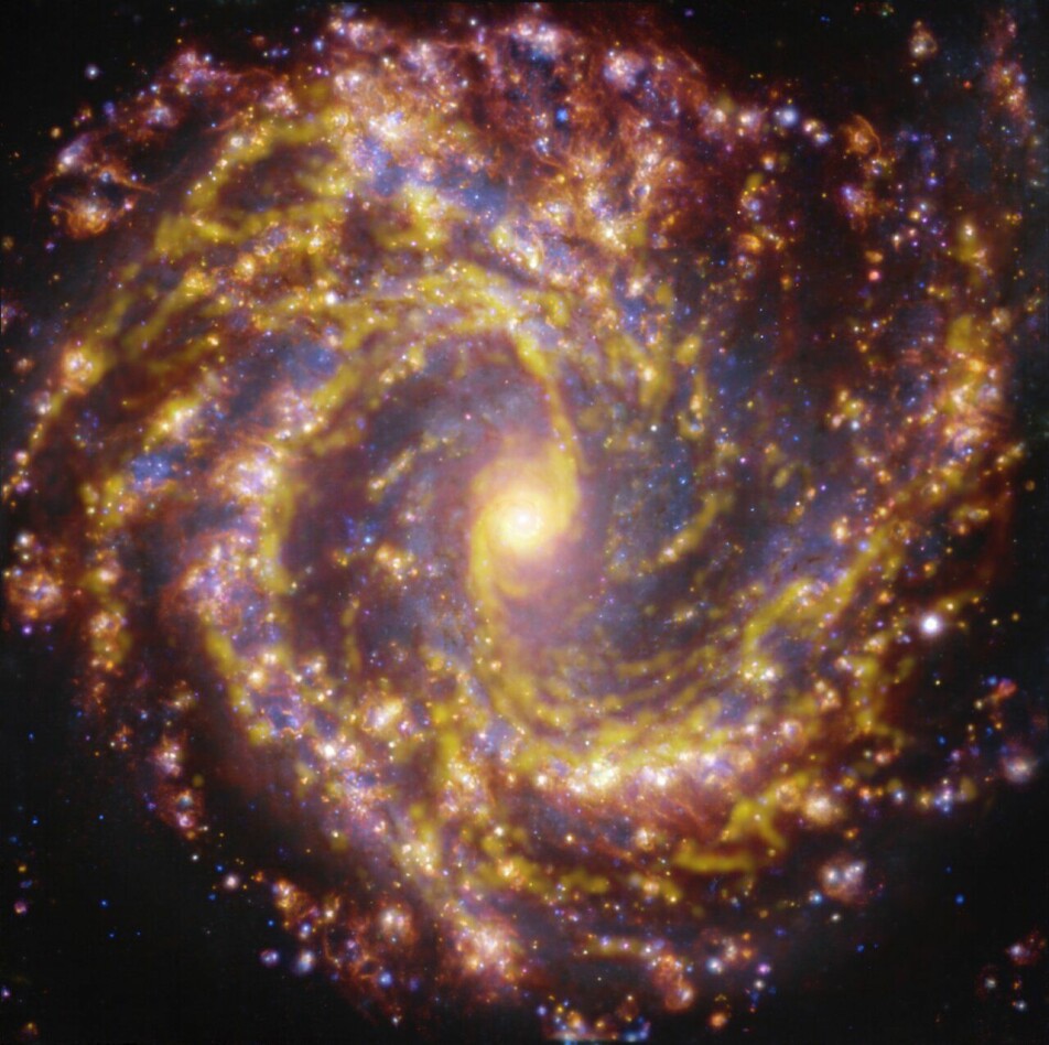 Den gule fargen viser hvor gasskyer, råmaterialet for stjerner, befinner seg i denne galaksen. Den gullaktige gløden viser hvor det finnes nyfødte stjerner. De blå fargetonene viser litt eldre stjerner.