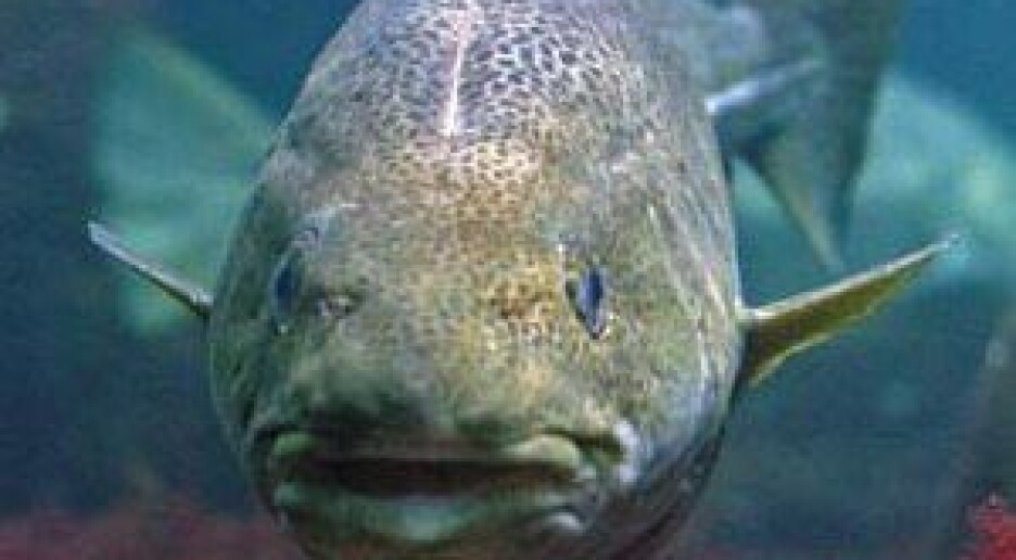 Ny torskebakterie identifisert