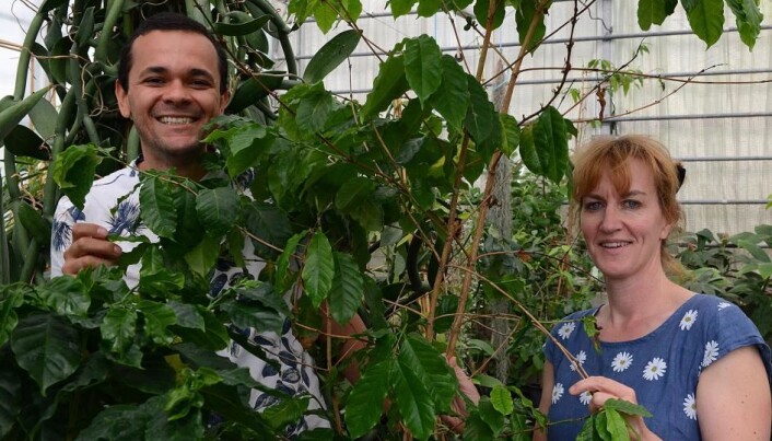 Marcel Moura og Charlotte Sletten Bjorå anbefaler en god kaffemaskin som arbeidsmiljøtiltak. Her med kaffeplanter i Botanisk hage i Oslo. Marcel Moura og Charlotte Sletten Bjorå anbefaler en god kaffemaskin som arbeidsmiljøtiltak. Her med kaffeplanter i Botanisk hage i Oslo.