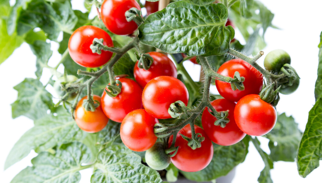 Tomater kan merke at de blir angrepet av larver, og sladrer til resten av planten. Tomater kan merke at de blir angrepet av larver, og sladrer til resten av planten.