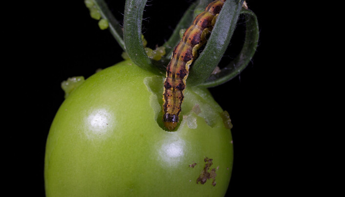 Forskerne brukte larven Helicoverpa armígera i forsøket. Tomatene som ble angrepet, sendte signaler til resten av planten. Forskerne brukte larven Helicoverpa armígera i forsøket. Tomatene som ble angrepet, sendte signaler til resten av planten.