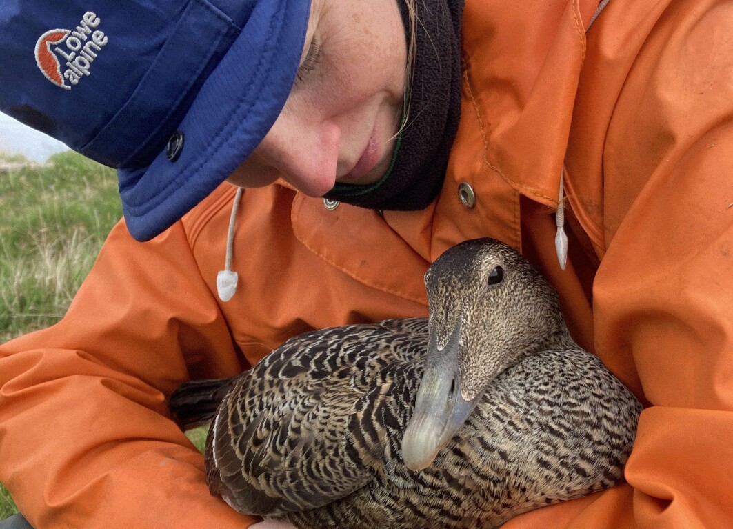 Ved fiskeværet Selvær på Helgelandskysten finner vi en av Nord-Norges største ærfuglkolonier. Ved fiskeværet Selvær på Helgelandskysten finner vi en av Nord-Norges største ærfuglkolonier.
