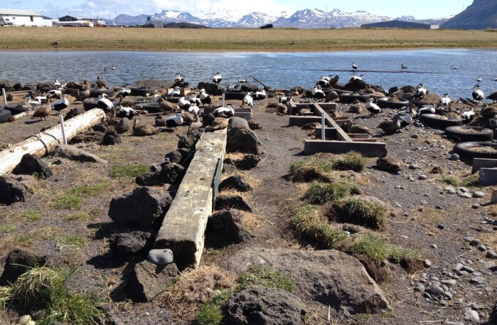Fuglevokter Smári Lúðvíksson fanger og merker ærfuglene i kolonien sin på Ríf, Island. Fuglevokter Smári Lúðvíksson fanger og merker ærfuglene i kolonien sin på Ríf, Island.
