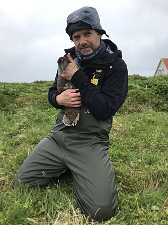 Når ea, ærfuglhunnen, er fanget, registerer forskerne vekt, vingelengde og størrelse på hode og fot. Når ea, ærfuglhunnen, er fanget, registerer forskerne vekt, vingelengde og størrelse på hode og fot.