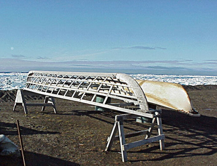 Umiak er en båttype som brukes av urfolk i Nord-Amerika. Bildet viser en umiak med treskjelett (nærmest) og en trukket med skinn (bak). Bildet er tatt i Barrow, Alaska. Lignende båter kan ha blitt brukt mange tusen år tilbake. (Foto: Floyd Davidson/Wikipedia Commons) Umiak er en båttype som brukes av urfolk i Nord-Amerika. Bildet viser en umiak med treskjelett (nærmest) og en trukket med skinn (bak). Bildet er tatt i Barrow, Alaska. Lignende båter kan ha blitt brukt mange tusen år tilbake. (Foto: Floyd Davidson/Wikipedia Commons)