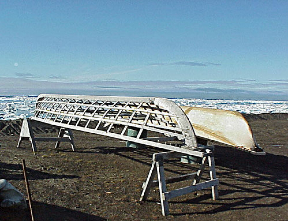 Umiak er en båttype som brukes av urfolk i Nord-Amerika. Bildet viser en umiak med treskjelett (nærmest) og en trukket med skinn (bak). Bildet er tatt i Barrow, Alaska. Lignende båter kan ha blitt brukt mange tusen år tilbake. (Foto: Floyd Davidson/Wikipedia Commons)
