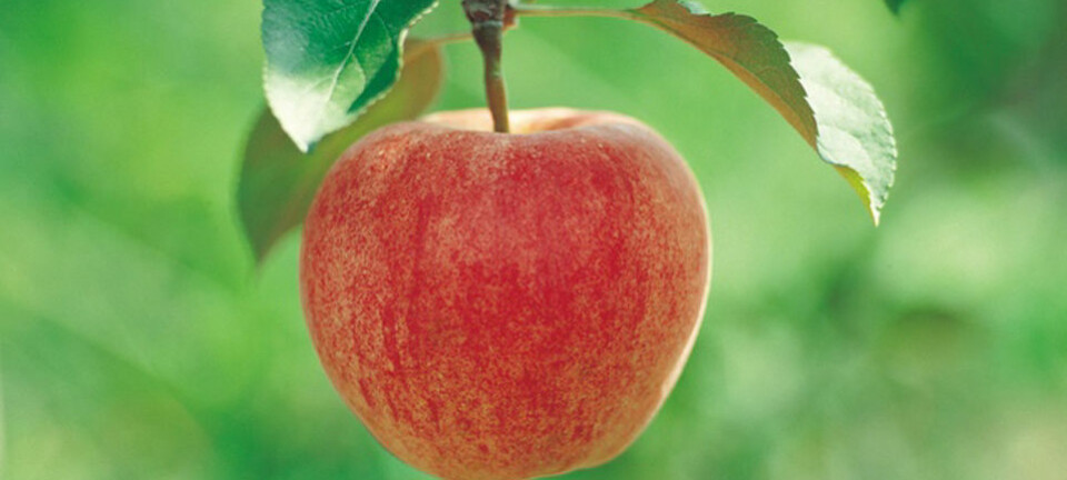 'Ulike eplesorter påvirker siderens smak. (Ingressfoto ved Morten Günther.)'