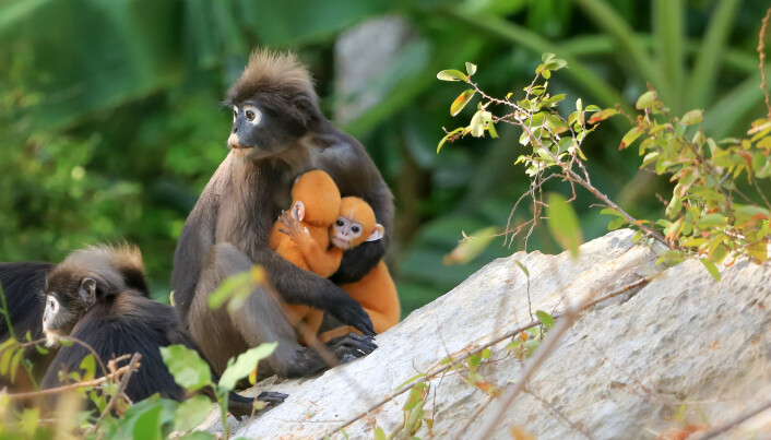 En langur-mamma må passe godt på barna sine om flokken tas over av en ny alfahann. Han aksepterer ikke andre barn enn sine egne. En langur-mamma må passe godt på barna sine om flokken tas over av en ny alfahann. Han aksepterer ikke andre barn enn sine egne.