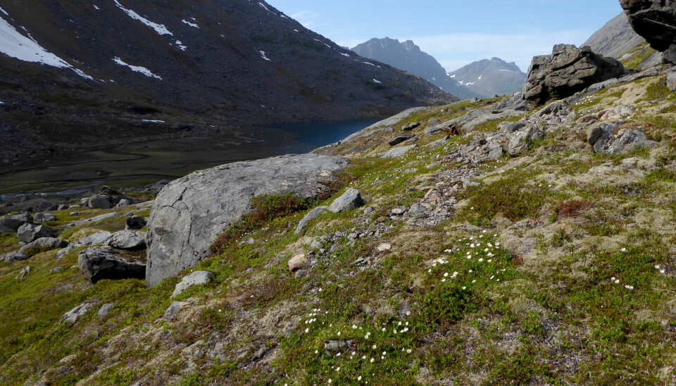 Reinrose var en av de første plantene som kom til Nord-Norge etter at isen trakk seg tilbake.