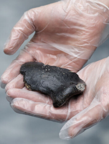 Fragment av neandertalerskalle funnet på bunnen av Nordsjøen. Foto: Erik de Goederen/Rijksmuseum van Oudheden, Leiden. Fragment av neandertalerskalle funnet på bunnen av Nordsjøen. Foto: Erik de Goederen/Rijksmuseum van Oudheden, Leiden.
