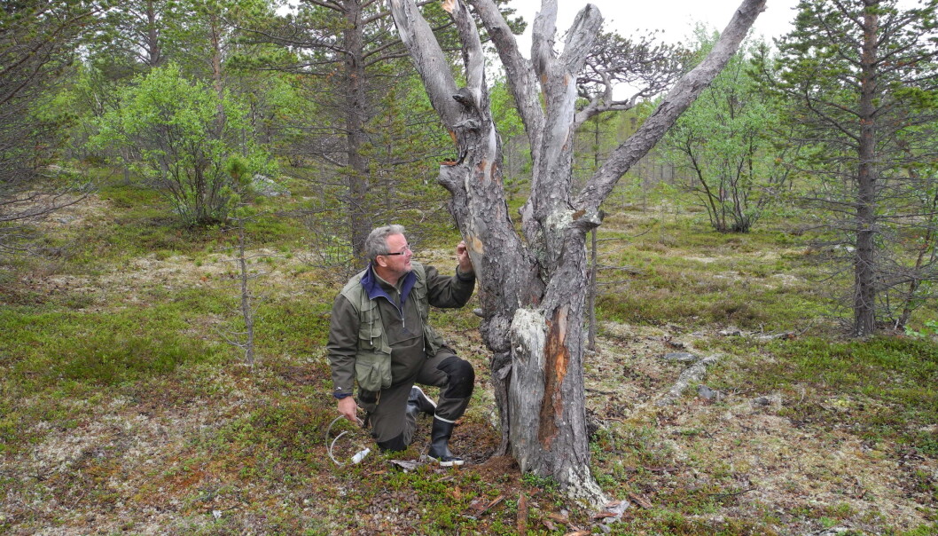 NIBIO-forsker Torstein Kvamme på jakt etter spennende barkbiller i Finnmark. NIBIO-forsker Torstein Kvamme på jakt etter spennende barkbiller i Finnmark.