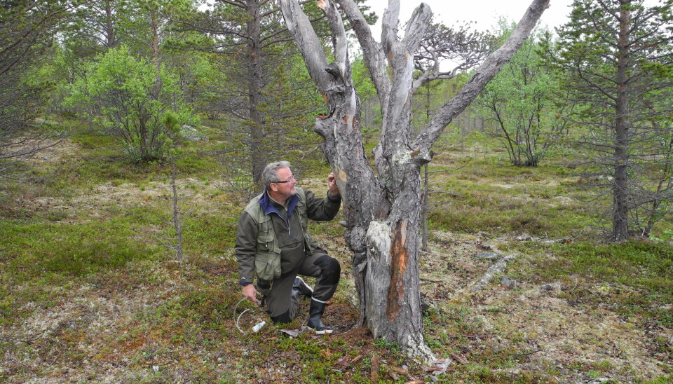 NIBIO-forsker Torstein Kvamme på jakt etter spennende barkbiller i Finnmark.
