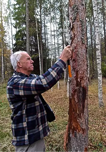 Åke Lindelöw (bildet) og Torstein Kvamme har vært på mange turer sammen for å lete etter interessante barkbiller.