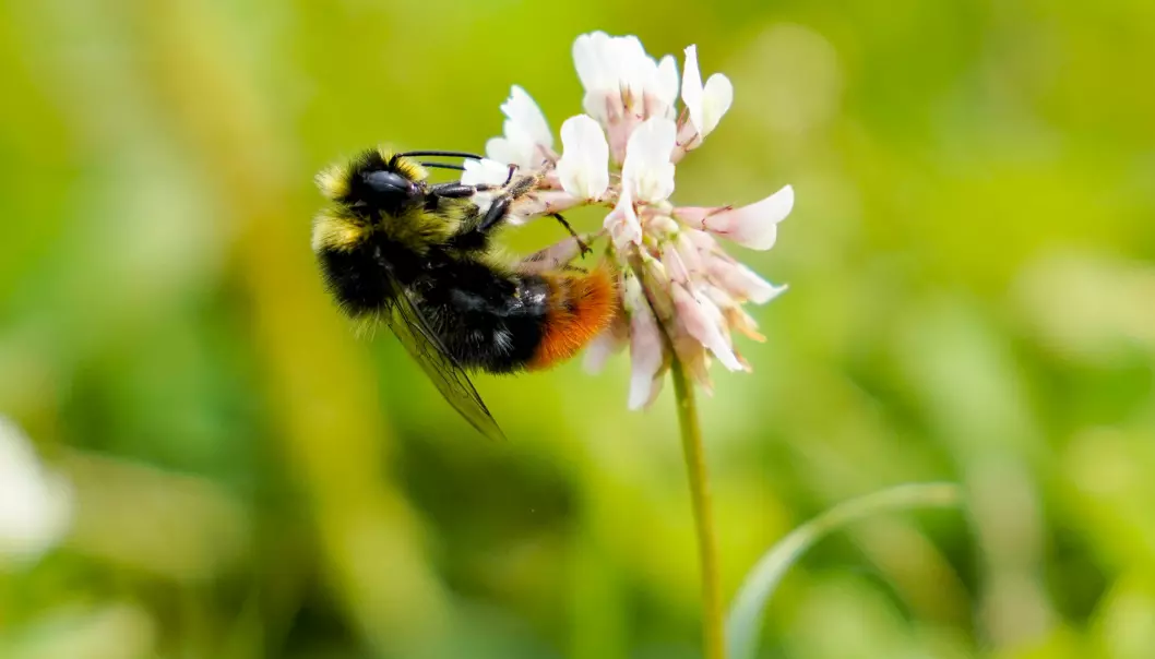 Humler er spesielt nyttige til pollinering av blomster der bier ikke strekker til. De fleste humlearter har så lang tunge at de kan nå ned gjennom for eksempel kløverblomstens kronrør, mens det bare er enkelte raser av honningbien som kan klare dette.