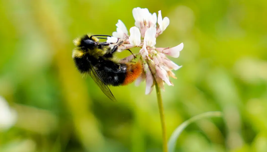 Humler er spesielt nyttige til pollinering av blomster der bier ikke strekker til. De fleste humlearter har så lang tunge at de kan nå ned gjennom for eksempel kløverblomstens kronrør, mens det bare er enkelte raser av honningbien som kan klare dette. Humler er spesielt nyttige til pollinering av blomster der bier ikke strekker til. De fleste humlearter har så lang tunge at de kan nå ned gjennom for eksempel kløverblomstens kronrør, mens det bare er enkelte raser av honningbien som kan klare dette.