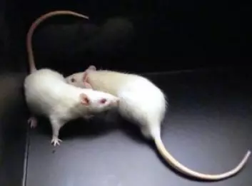 En stresset rotte, inntar lettere en underlegen posisjon i møte med en annen rotte. (Foto: Carmen Sandi)