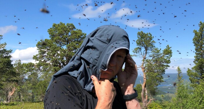 Er det mye fluer, klegg, mygg og knott i år?