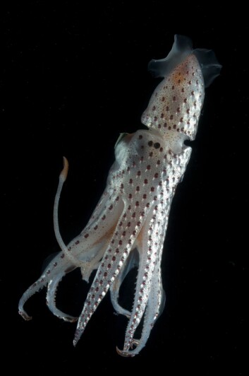 "Dypvannsblekkspruten Histioteuthis bonellii er blant skapningene vi finner i det uoppdagede dypet. (Foto: David Shale)" "Dypvannsblekkspruten Histioteuthis bonellii er blant skapningene vi finner i det uoppdagede dypet. (Foto: David Shale)"