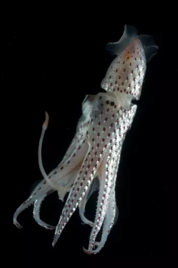 "Dypvannsblekkspruten Histioteuthis bonellii er blant skapningene vi finner i det uoppdagede dypet. (Foto: David Shale)"